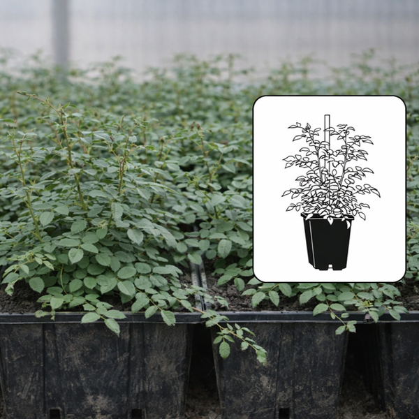 Botanische roos
